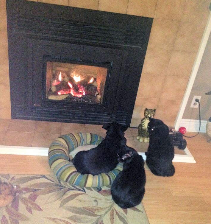 Bella at fireplace